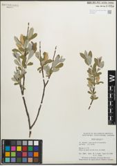 Foto von Salix glauca L.